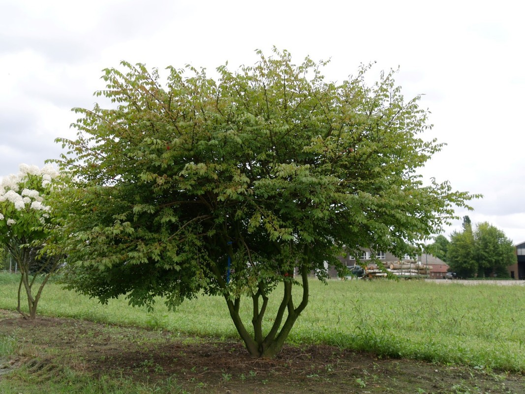 Euonymus alatus.jpg