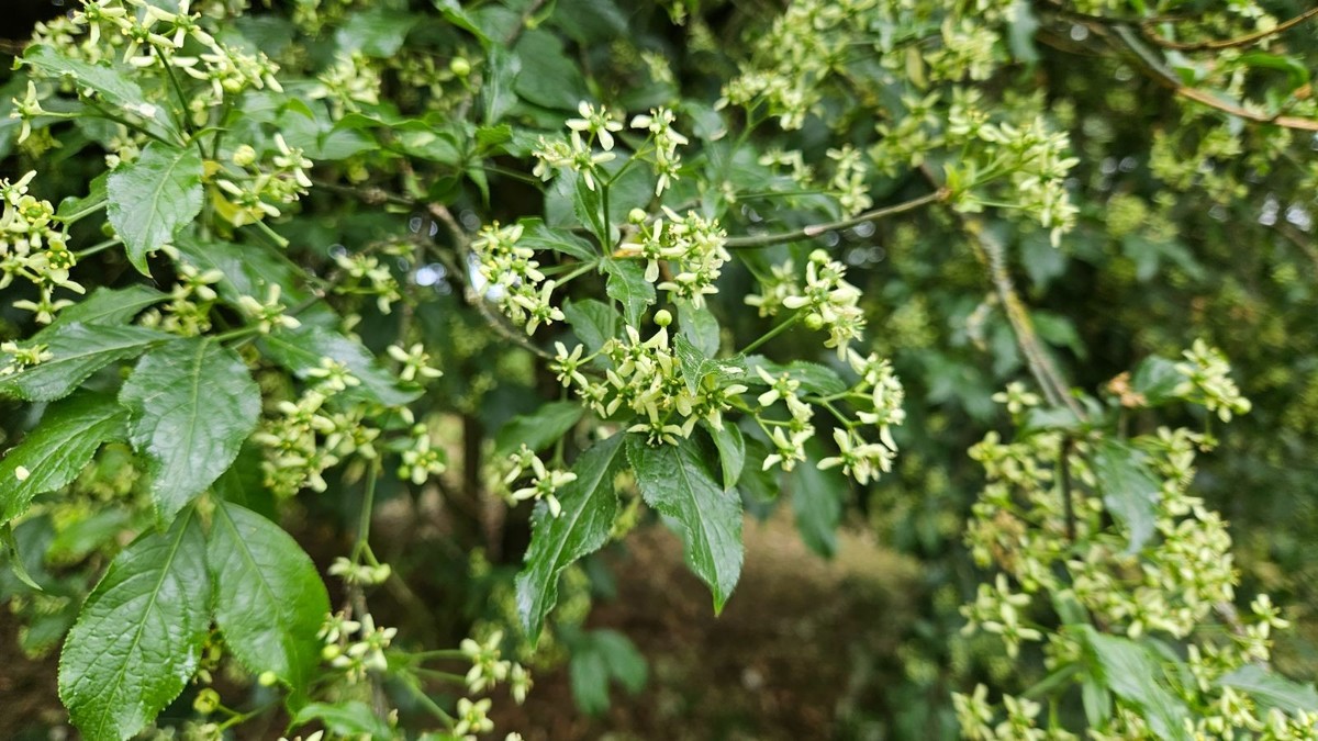 Euonymus europaeus 1.jpg