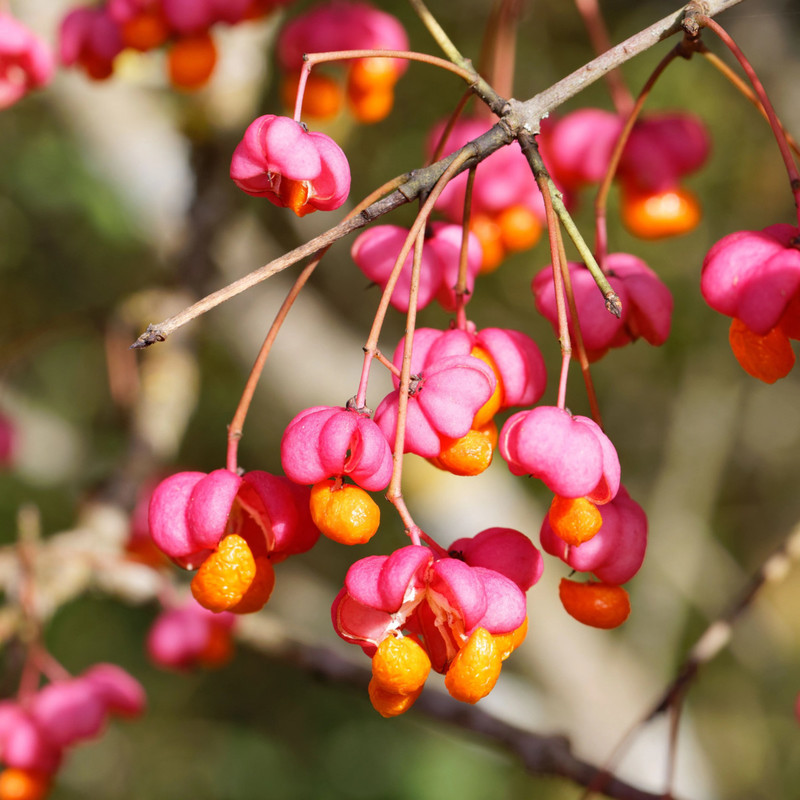 Euonymus europaeus 2.jpg