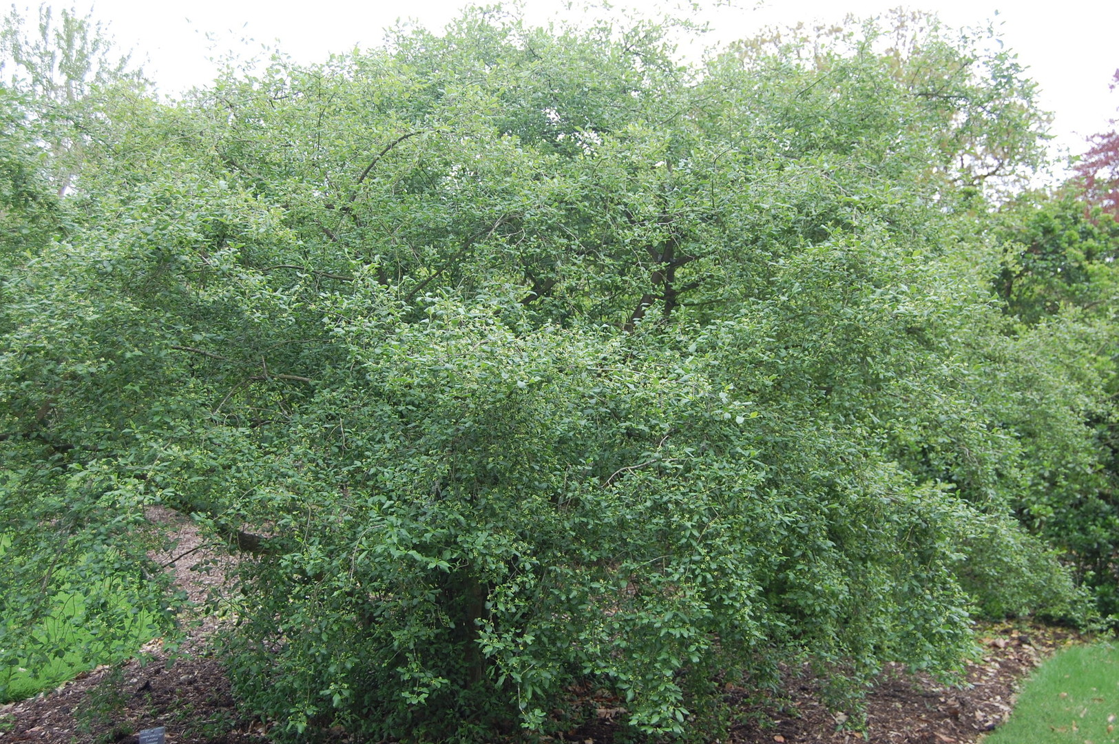 Euonymus europaeus.jpg
