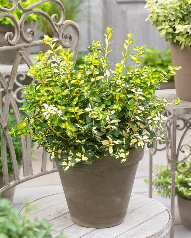 Euonymus fortunei Blondy 1.jpg