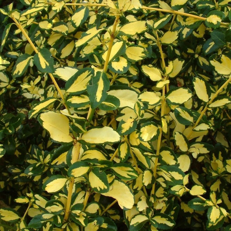Euonymus fortunei Blondy.jpg