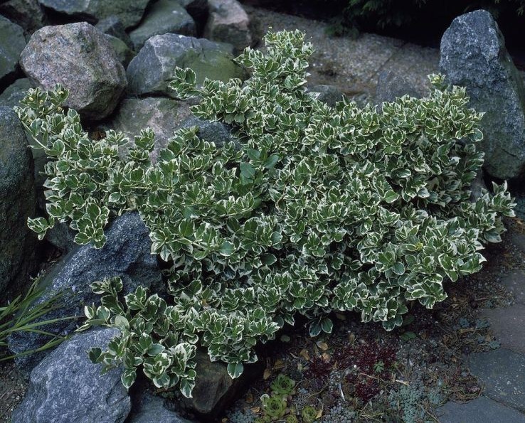 Euonymus fortunei Emerald Gaiety 1.jpg