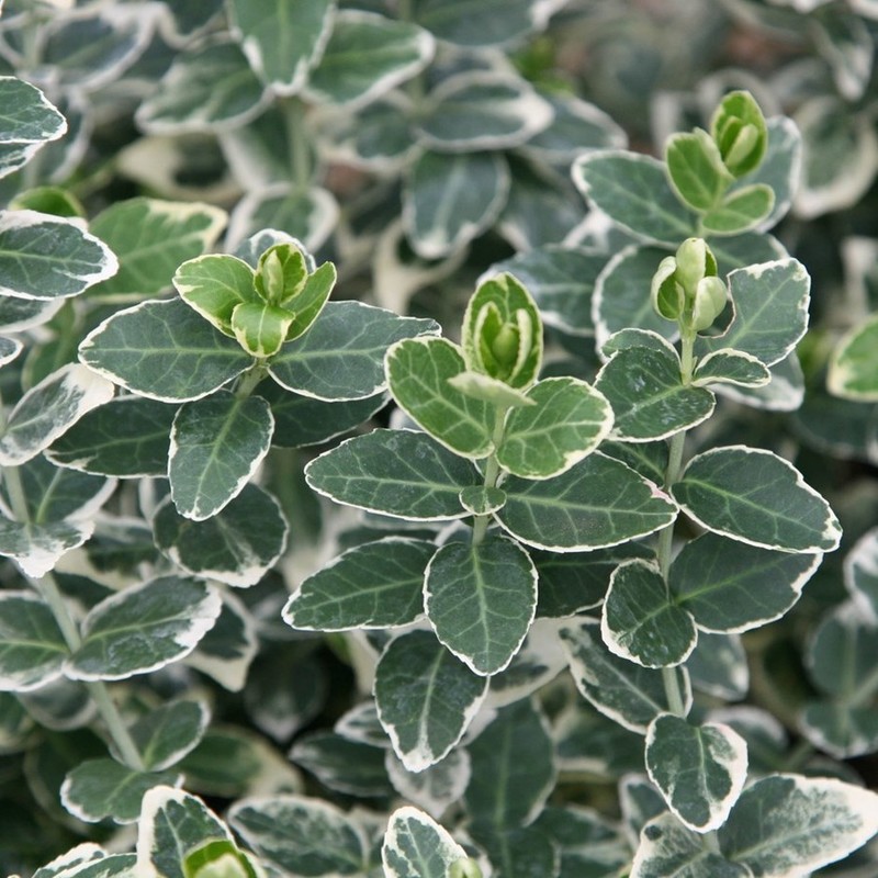 Euonymus fortunei Emerald Gaiety.jpg