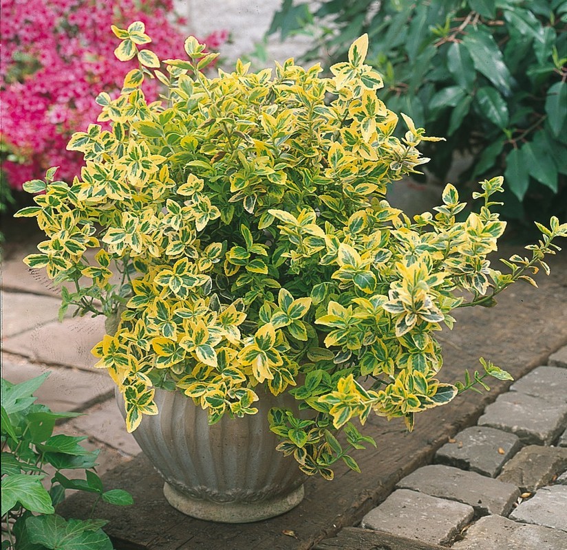 Euonymus fortunei Emerald n Gold 1.jpg
