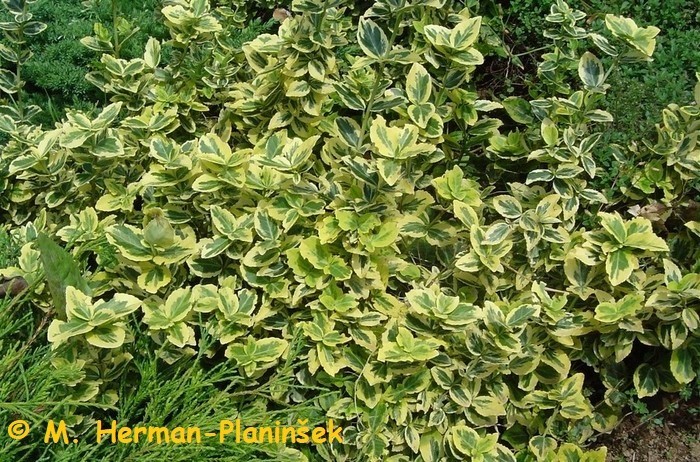 Euonymus fortunei Emerald n Gold.jpg