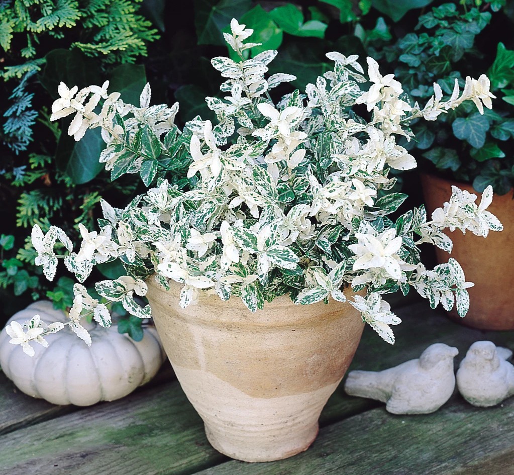 Euonymus fortunei Harlequin 1.jpg