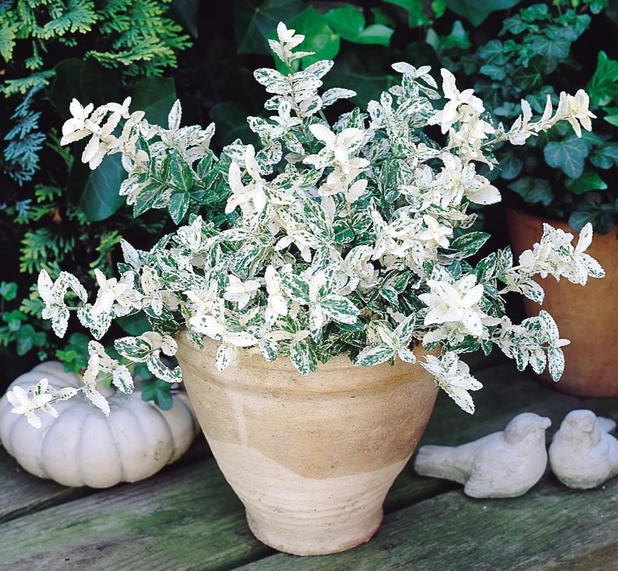 Euonymus fortunei Harlequin 1.jpg