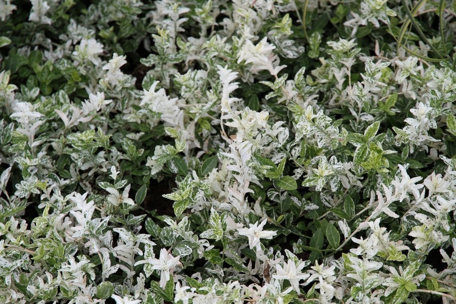 Euonymus fortunei Harlequin.jpg