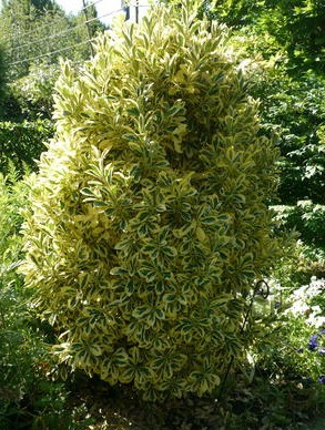Euonymus japonicus Bravo 1.jpg