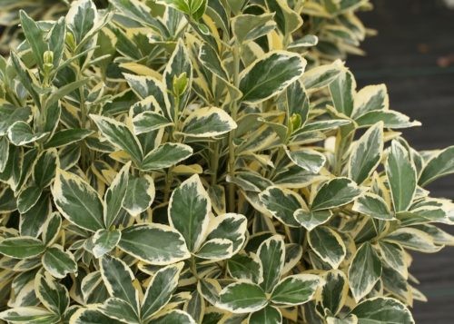 Euonymus japonicus Bravo.jpg