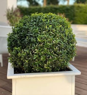 Euonymus japonicus Green Empire 1.jpg
