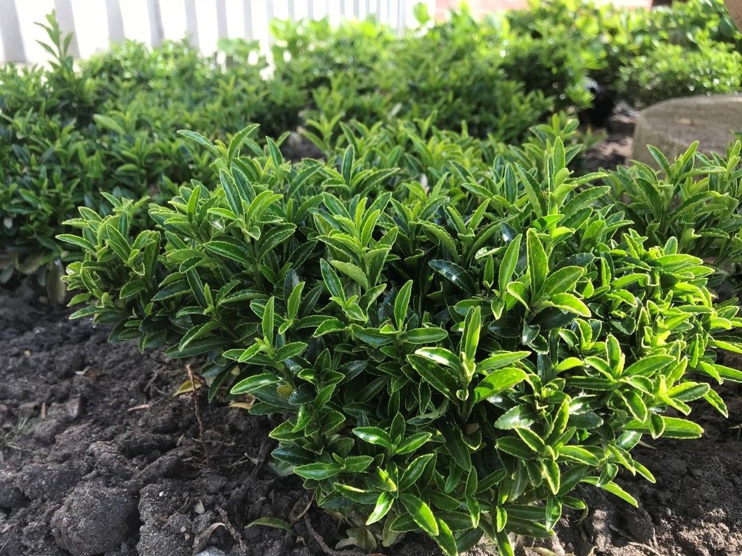 Euonymus japonicus Green Empire.jpg