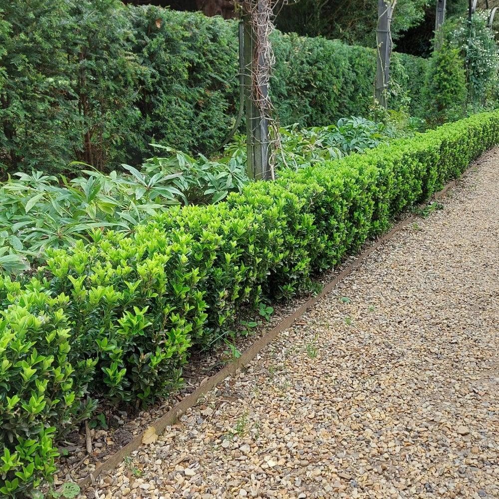 Euonymus japonicus Green Spire 1.jpg