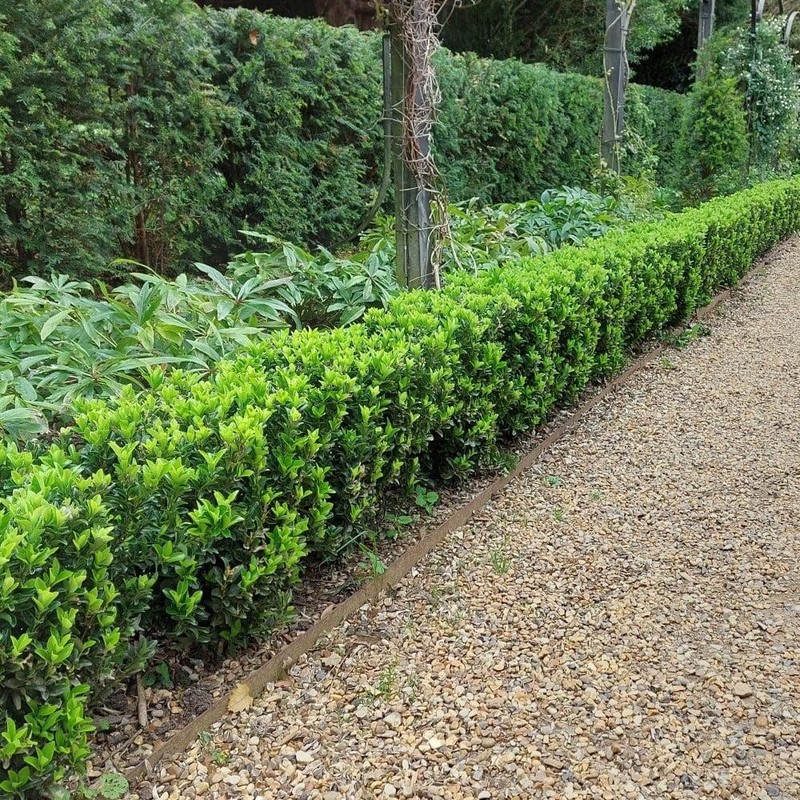 Euonymus japonicus Green Spire 1.jpg