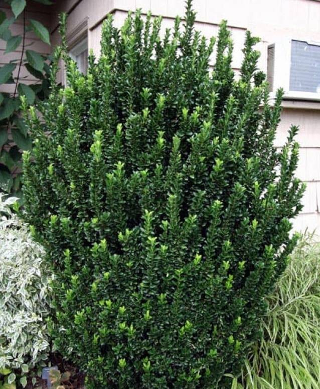 Euonymus japonicus Green Spire.jpg
