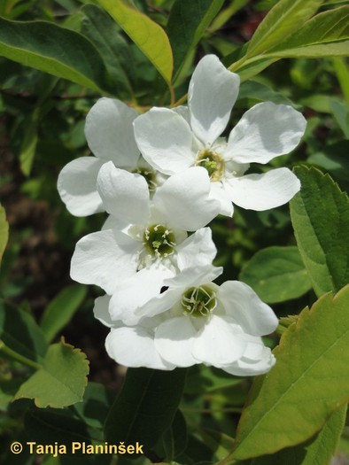 Exochorda racemosa 1.jpg