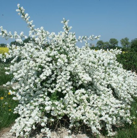 Exochorda racemosa.jpg