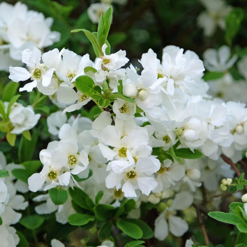Exochorda x machranta The Bride 1.jpg