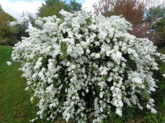 Exochorda x machranta The Bride.jpg