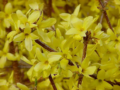 Forsythia x intermedia 1.jpg