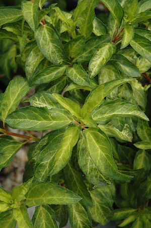 Forsythia x intermedia Minigold 1.jpg