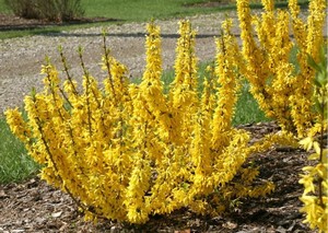 Forsythia x intermedia Minigold.jpg