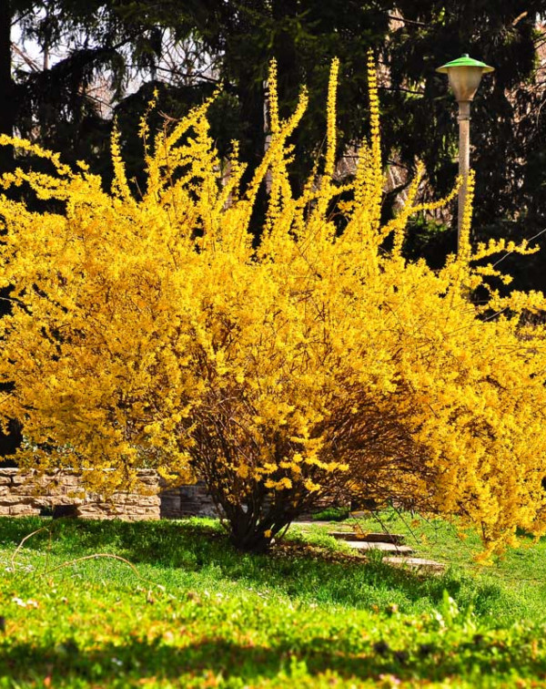 Forsythia x intermedia.jpg
