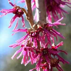Hamamelis vernalis Amerhyst.jpg