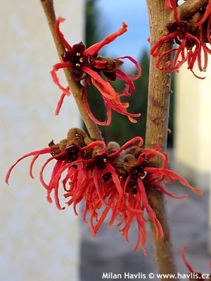 Hamamelis x intermediaFeuerzauber.jpeg