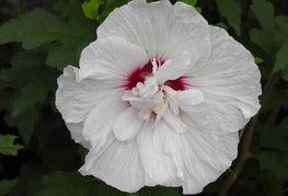 Hibiscus syriacus 'China Chiffon®' (= H. syriacus 'Bricutts') - hibiskus, oslez