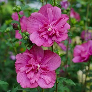 Hibiscus syriacus Magenta Chiffon.jpg