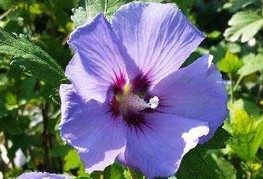 Hibiscus syriacus 'Marina' - hibiskus, oslez