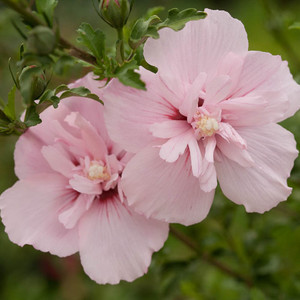 Hibiscus syriacus Pink Chiffon.jpg