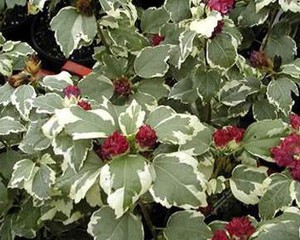Hibiscus_syriacus_Purpureus_Variegata-max-500.jpg