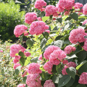 Hydrangea arborescens Pink Annabelle 1.jpg