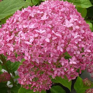 Hydrangea arborescens Pink Annabelle.jpg