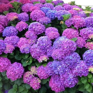 Hydrangea macrophylla Mathilde Gutges 1.jpg
