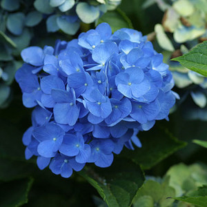 Hydrangea macrophylla Mathilde Gutges.jpg