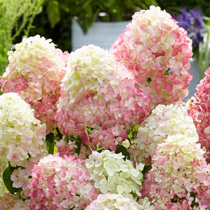 Hydrangea paniculata Damant Rouge 1.jpg