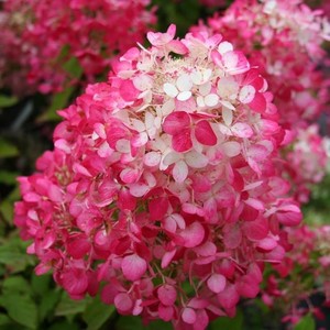 Hydrangea paniculata Damant Rouge.jpg