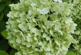 Hydrangea paniculata 'Limelight®' - hortenzija