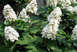 Hydrangea quercifolia 'Snow Queen' (= H. quercyfolia 'Flamygea') - hrastavolistna hortenzija