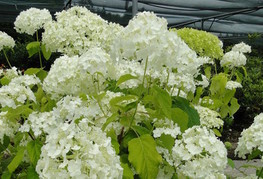 Hydrangea arborescens 'Annabelle' - hortenzija