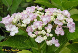 Hydrangea macrophylla 'Ayesha' - hortenzija