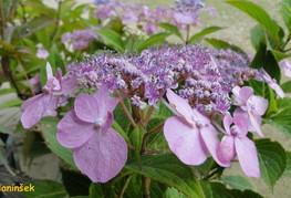 Hydrangea serrata 'Bluebird' (= H. macrophylla 'Bluebird') - hortenzija