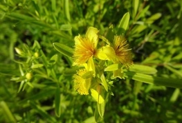 Hypericum patulum 'Hidcote Gold' - krčnica