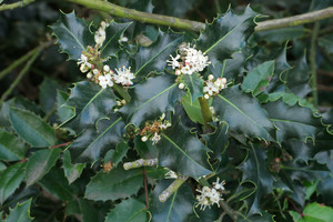 Ilex-aquifolium.jpg