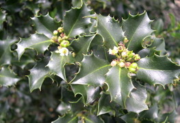 Ilex x meserveae 'Blue Prince®' - bodika (moška rastlina)