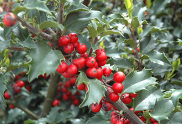 Ilex x meserveae 'Blue Princess®' - bodika (ženska rastlina)